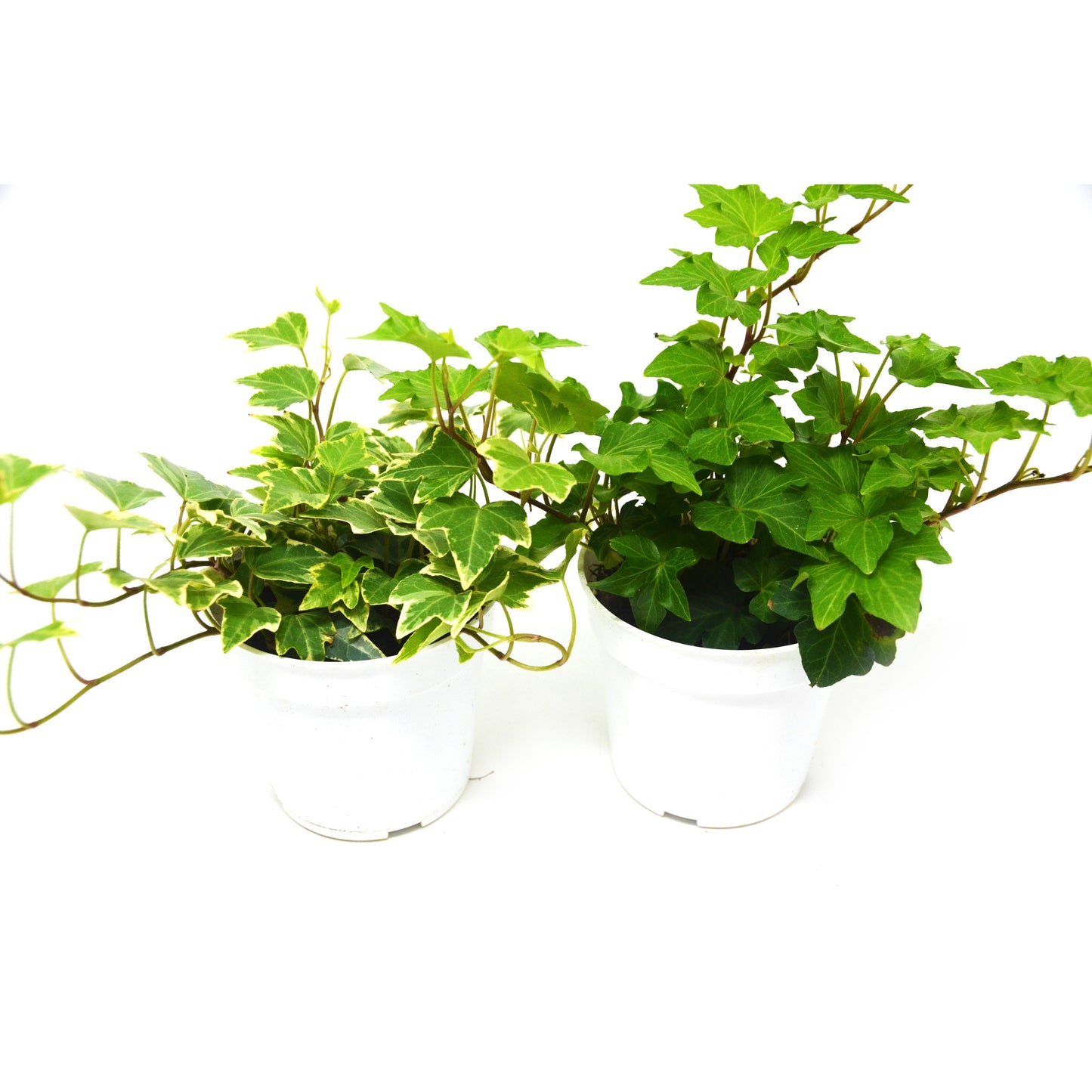 English Ivy Variety 2 Pack - Live House Plant - FREE Care Guide - 4" Pot