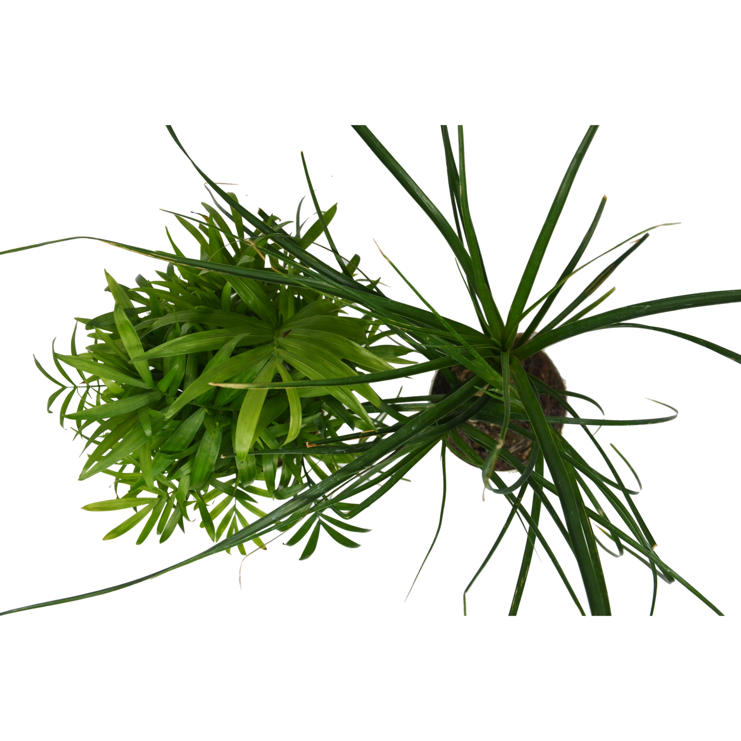 Palm Variety 2 Pack / 4" Pots / Live Plant / House Plant