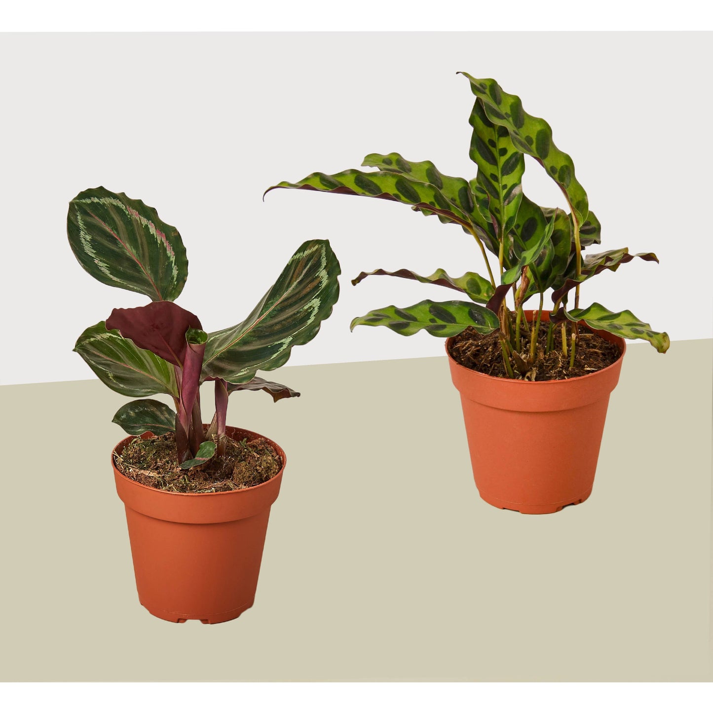 Calathea Plant Variety 2 Pack - 4" Pots - Live Houseplant