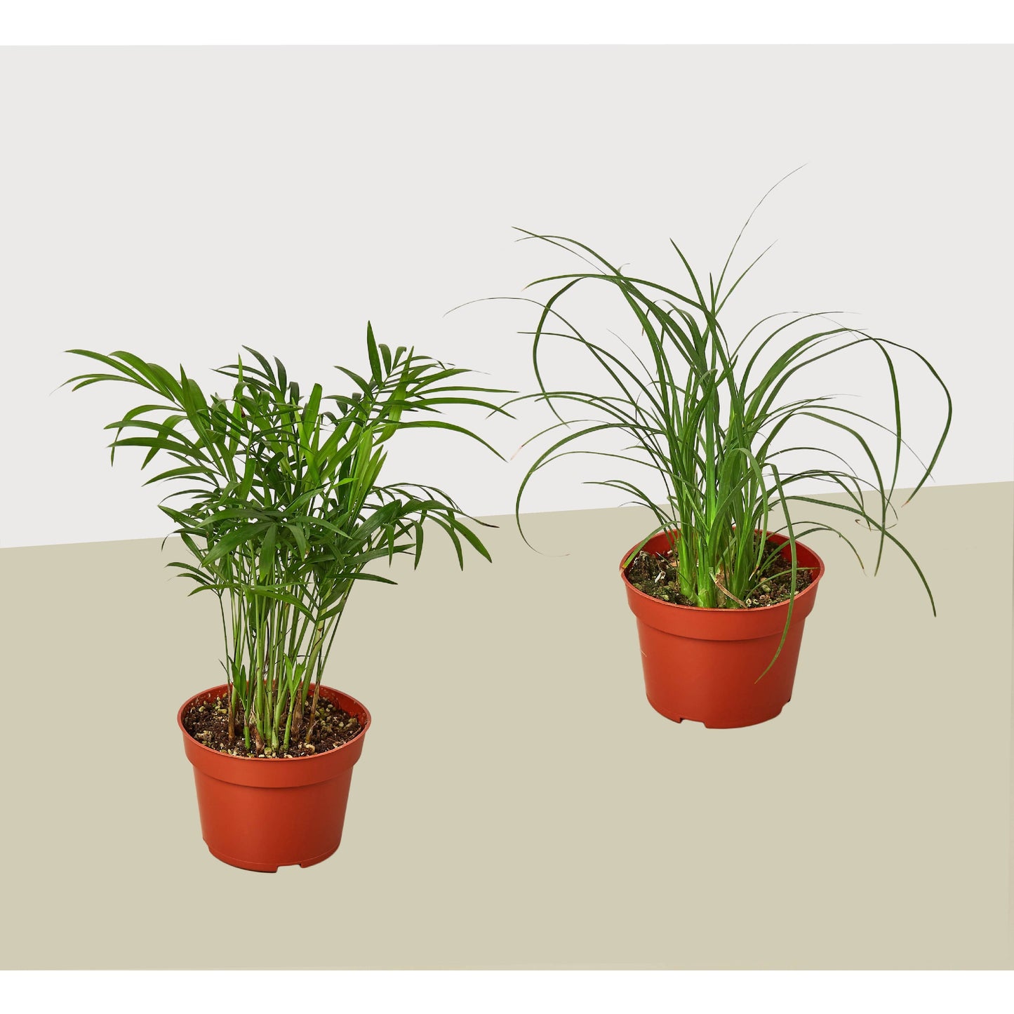 Palm Variety 2 Pack / 4" Pots / Live Plant / House Plant