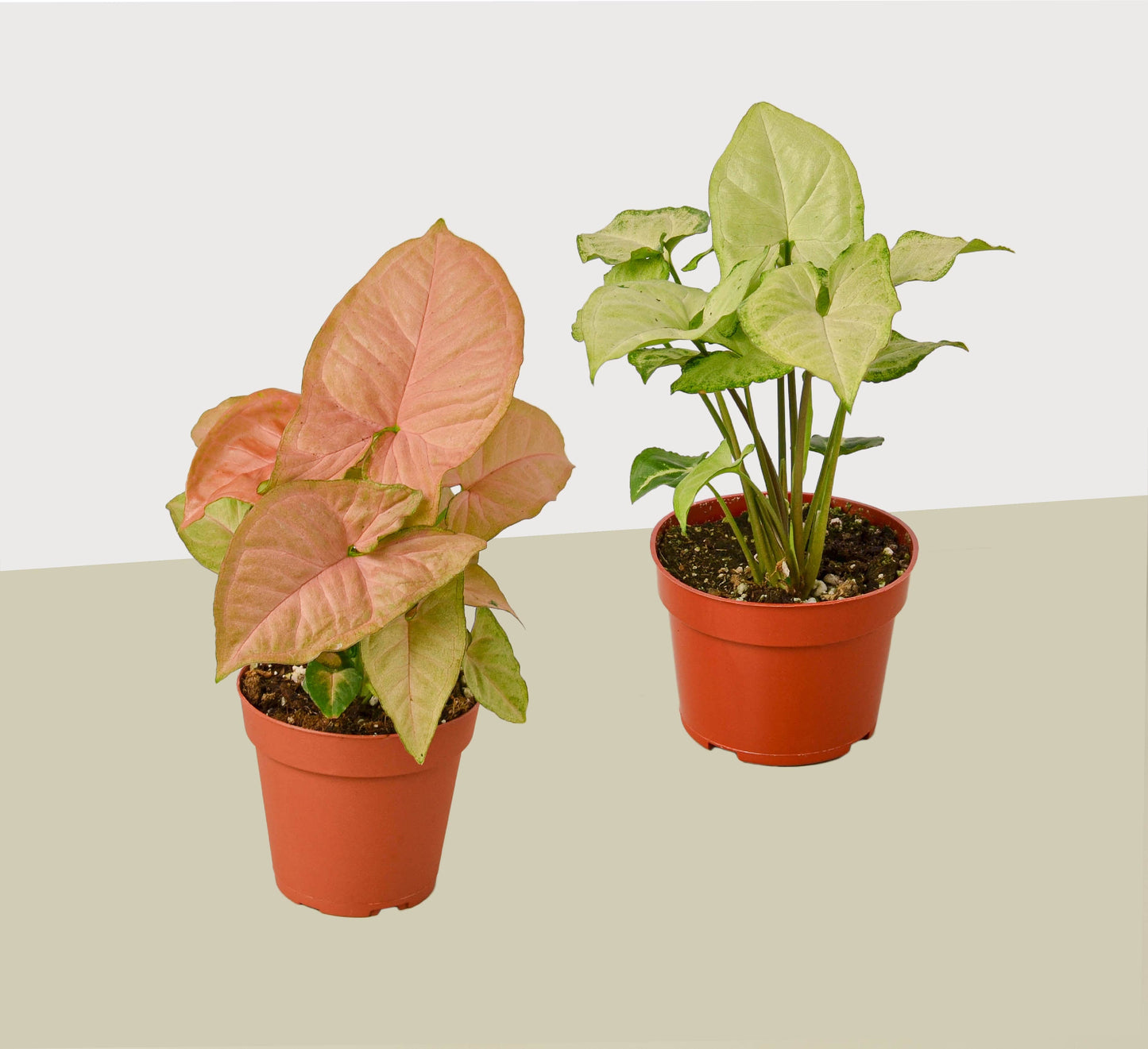 Syngonium Variety (Arrowhead Plant) 2 Pack / 4" Pot / Live Plant