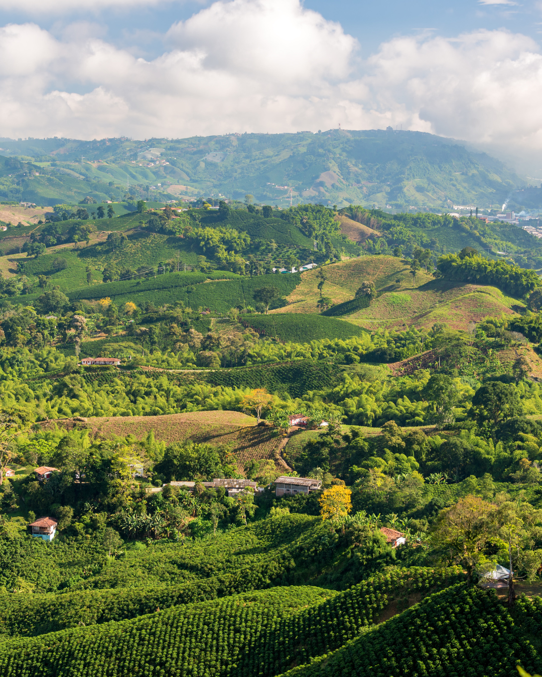 Colombian Coffee