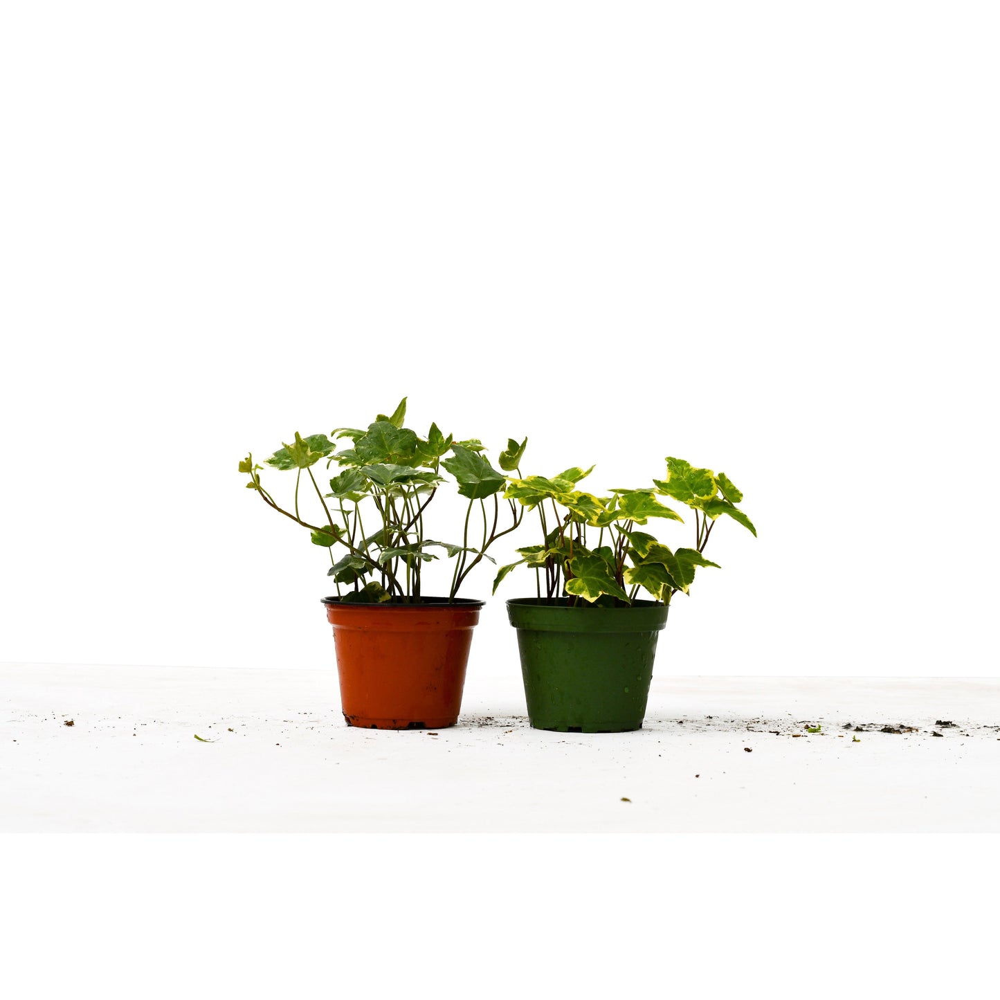 English Ivy Variety 2 Pack - Live House Plant - FREE Care Guide - 4" Pot