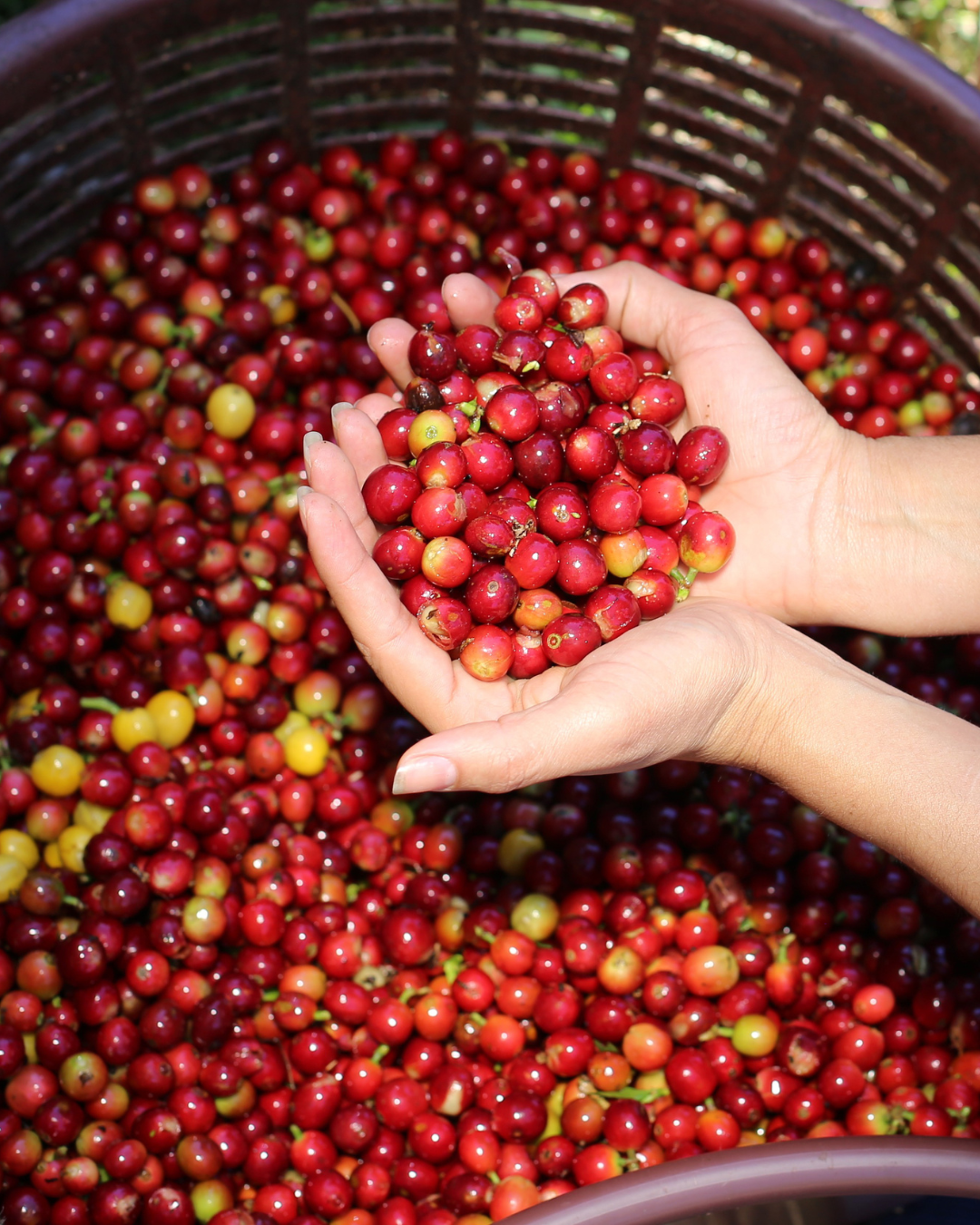 Costa Rican Coffee
