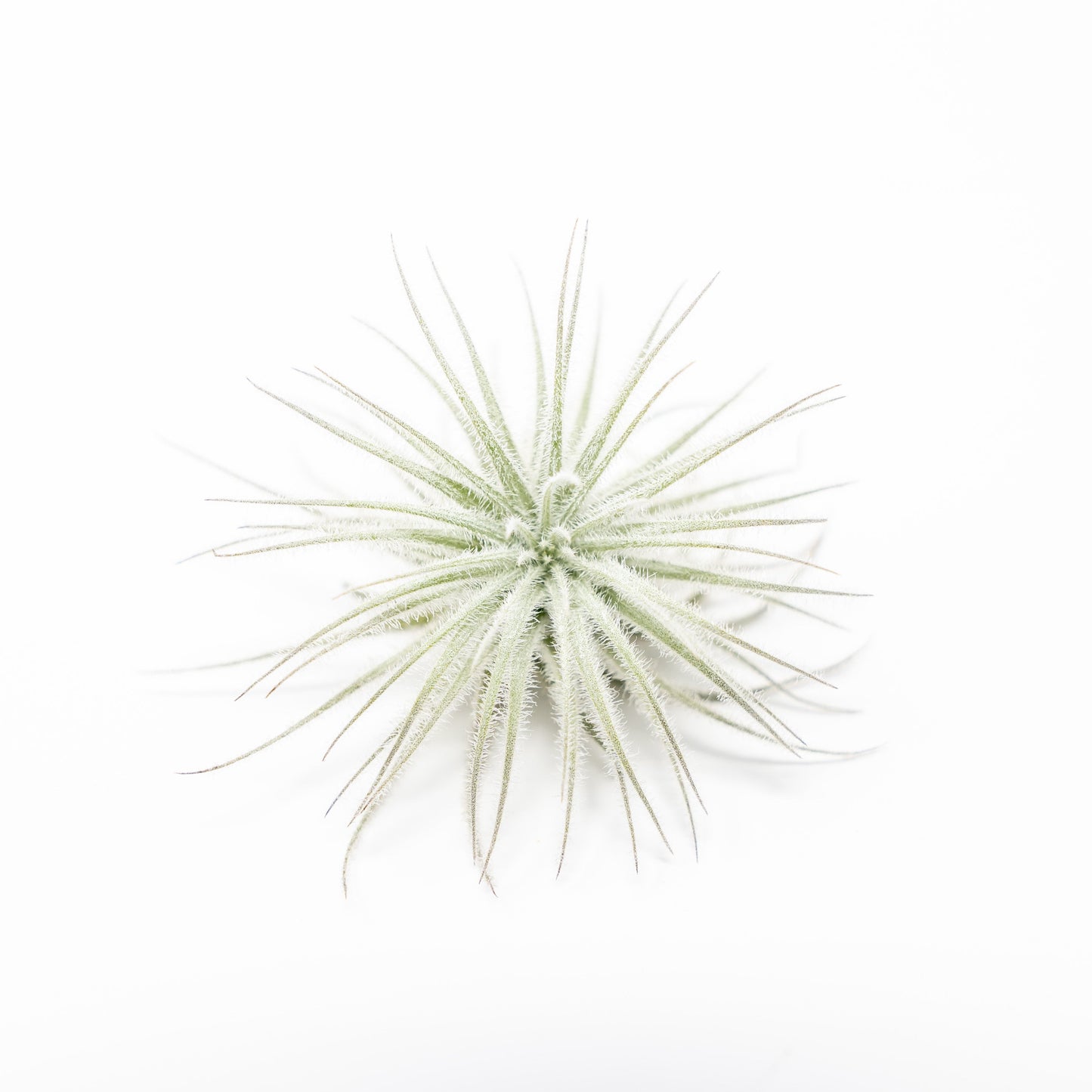 Tillandsia Tectorum Ecuador Air Plants 3 for $12