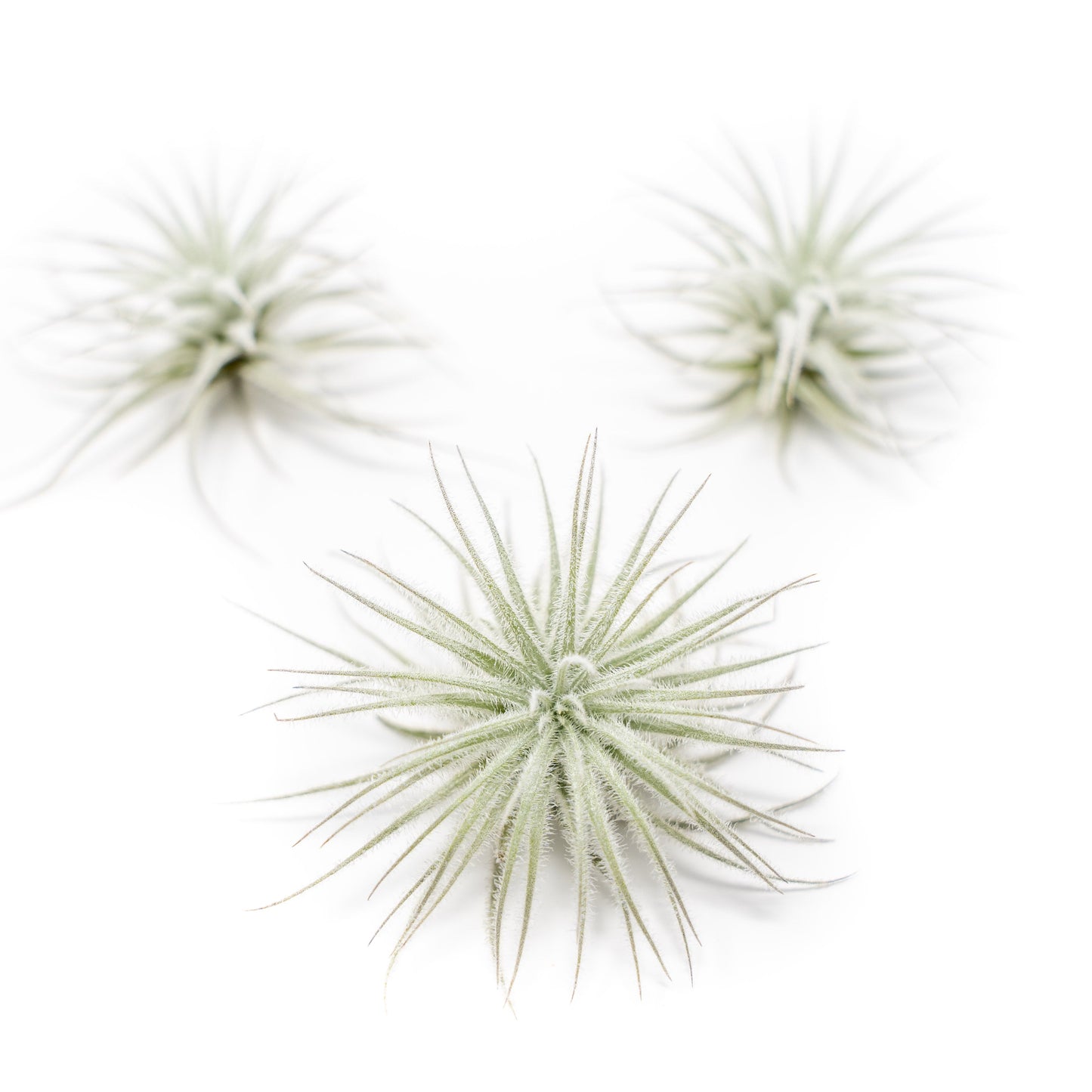 Tillandsia Tectorum Ecuador Air Plants 3 for $12