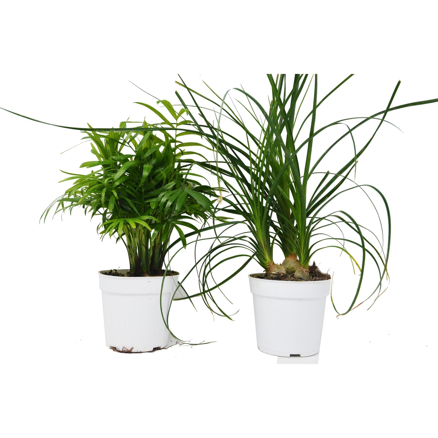 Palm Variety 2 Pack / 4" Pots / Live Plant / House Plant