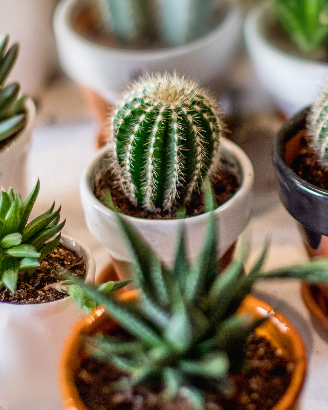 Plants