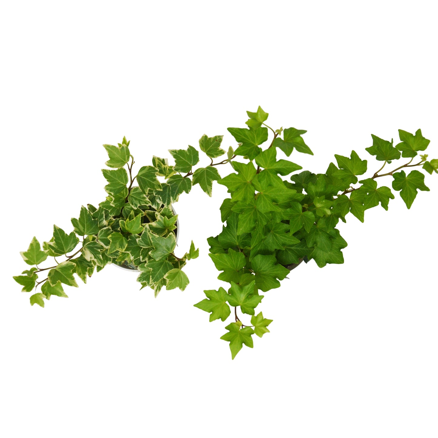 English Ivy Variety 2 Pack - Live House Plant - FREE Care Guide - 4" Pot