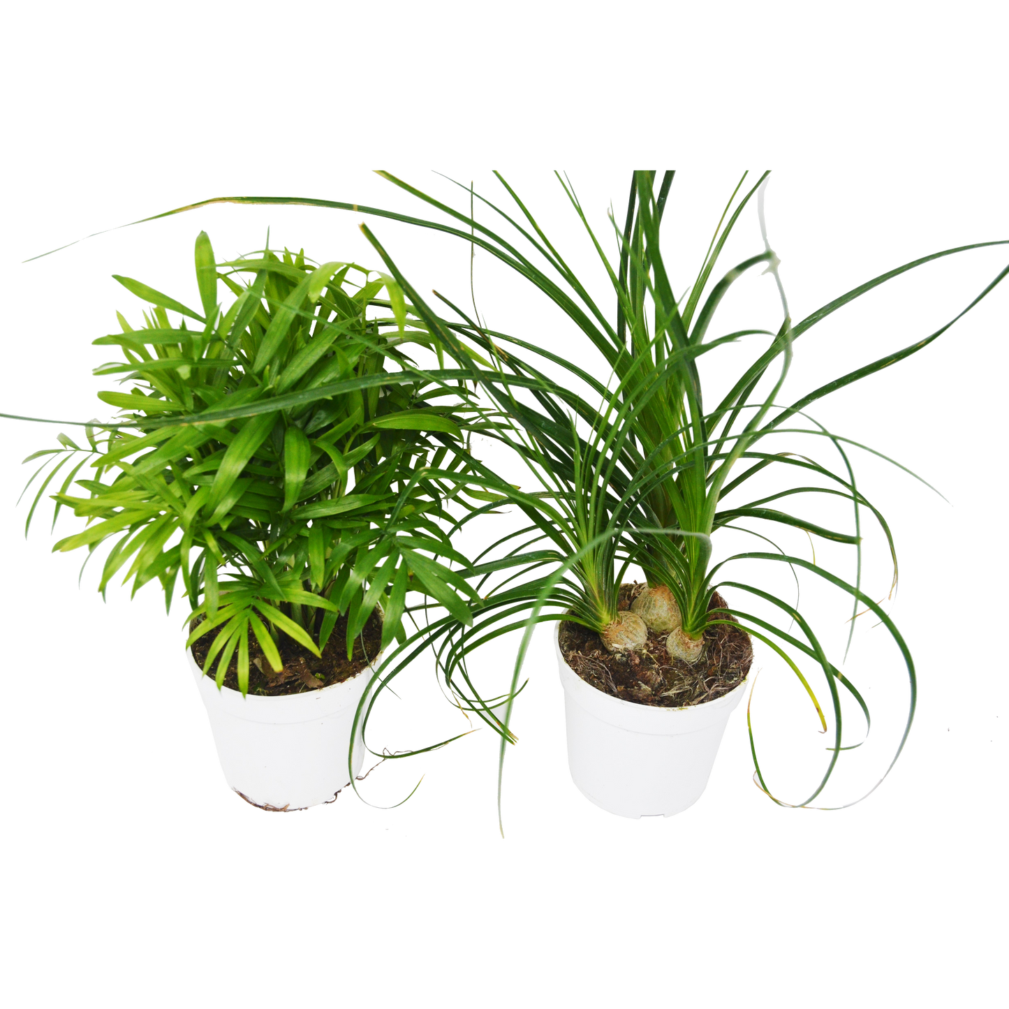 Palm Variety 2 Pack / 4" Pots / Live Plant / House Plant