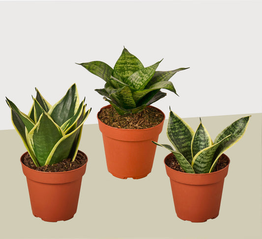 Snake Plants 3 Pack in 4" Pots - Sansevieria - Live Plant - FREE Care Guide