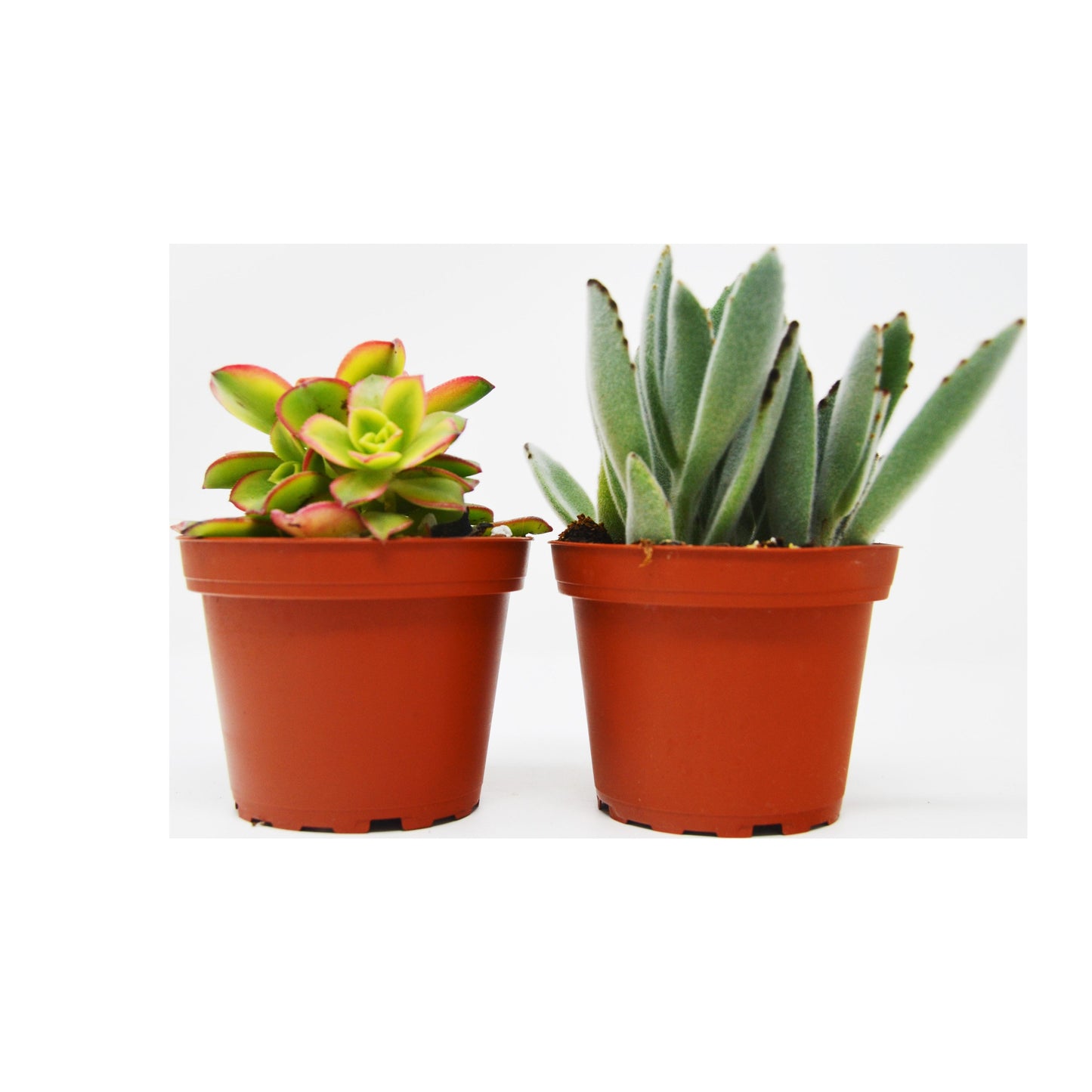 Succulent Variety 2 Pack / 4" Pot / Live Home and Garden Plant