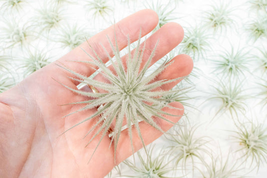 Tillandsia Tectorum Ecuador Air Plants 3 for $12